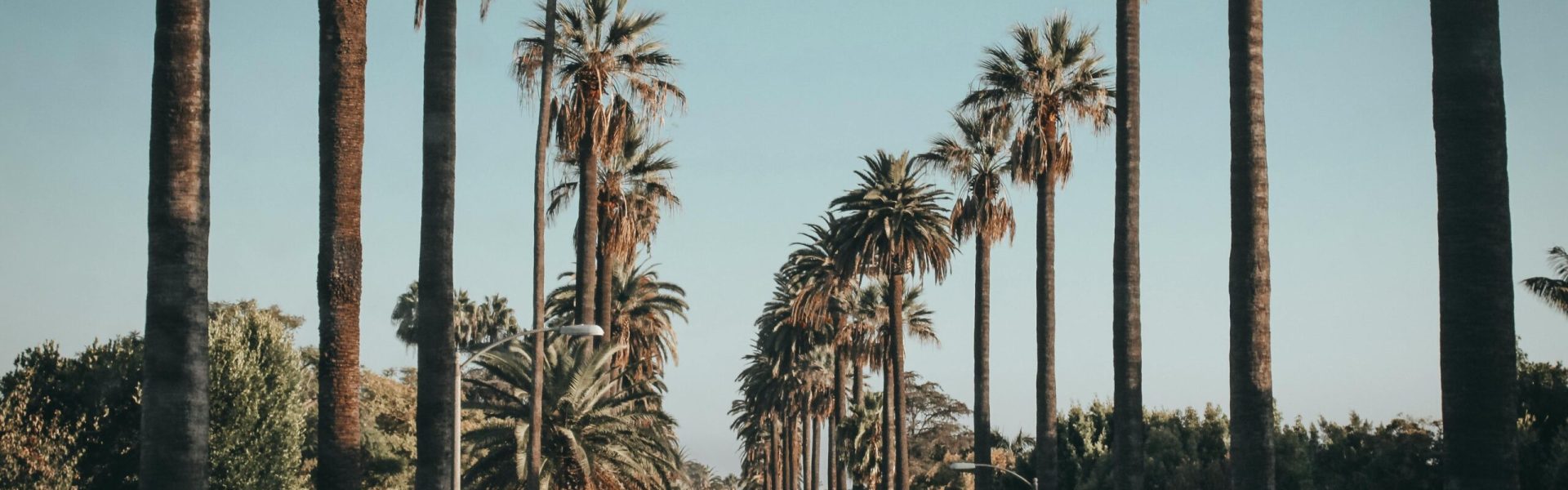 Palm trees and cars line a scenic street in Beverly Hills under a blue sky, showcasing urban beauty.